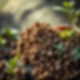 Selecting Quality Seeds for Preservation Selection of high-quality vegetable seeds