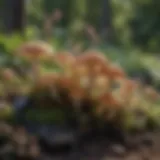 Diverse mushrooms thriving in a garden bed