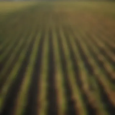 Organized Crop Field with Tags A field with properly tagged crops showing organization