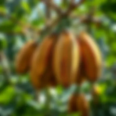 Healthy papaya fruits showcasing sustainable farming