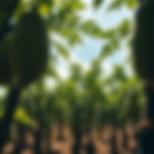 Thriving Papaya Trees Lush papaya trees thriving under natural care