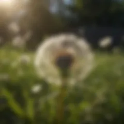 Close-up of dandelion leaves and flowers in a lawn