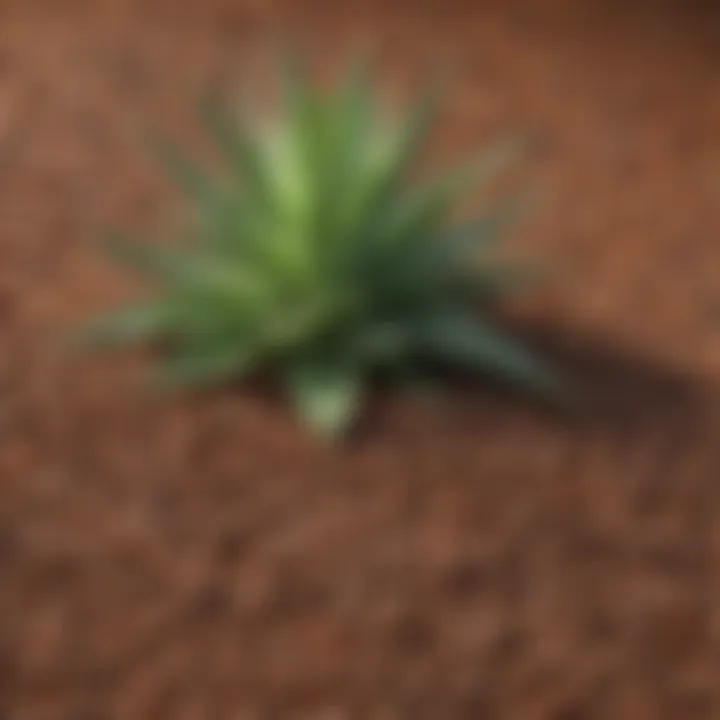 Nutritional breakdown of aloe pellets