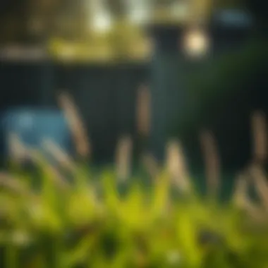 Ideal climate conditions for thriving lawns