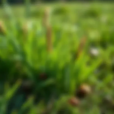 Effective pest management strategies in lawn care