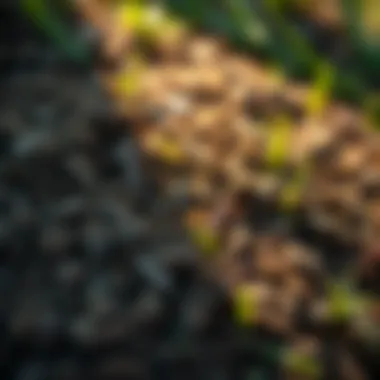 Variety of soil textures for optimal grass growth