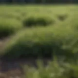 Nutrient-rich fertilizer granules for Bermuda grass