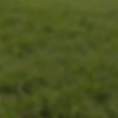 A diagram illustrating the growth patterns of warm-season and cool-season grasses.