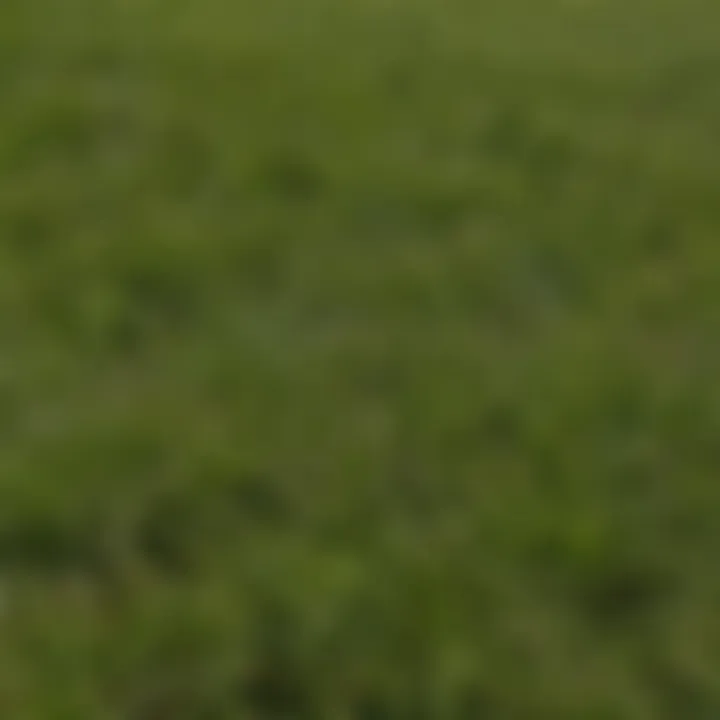 A diagram illustrating the growth patterns of warm-season and cool-season grasses.