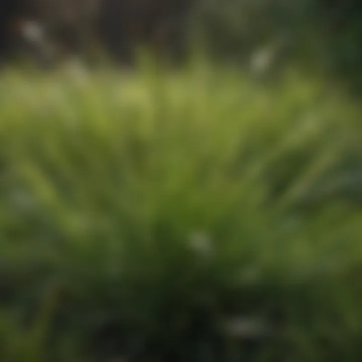A lush green lawn showcasing different grass seed varieties.