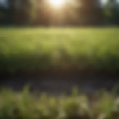 Seasonal Timing for Grass Planting Seasonal calendar highlighting optimal planting periods