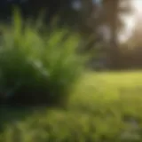 Lush green lawn with new grass sprouting