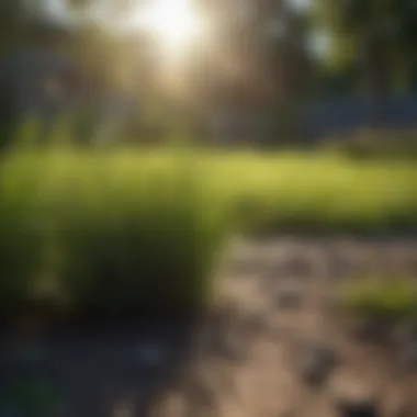 Varieties of Grass for Optimal Growth Different types of grass in a garden setting