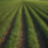 Lush soybean field under ideal growth conditions