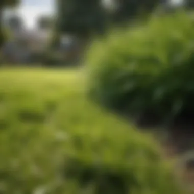 A close-up view of a lush lawn showcasing the results of effective weed management.