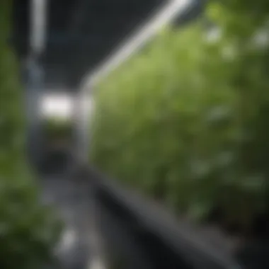 Modern Hydroponic Salad Cultivation System Showcasing a modern hydroponic salad cultivation system