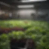 A vibrant array of hydroponic salad greens thriving in a controlled environment