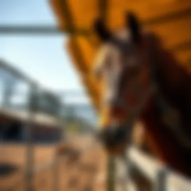 Close-up of ShelterLogic horse canopy materials and construction details