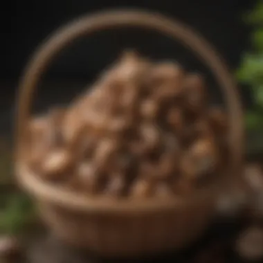 Bountiful harvest of shiitake mushrooms in a basket