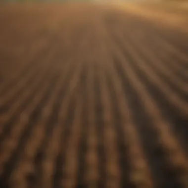 Agricultural field enhanced by sifting techniques