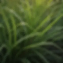 Close-up view of lush St. Augustine grass blades showcasing texture and color variations