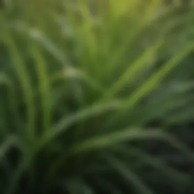 Close-up view of lush St. Augustine grass blades showcasing texture and color variations