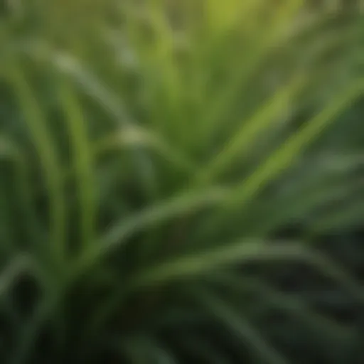 Close-up view of lush St. Augustine grass blades showcasing texture and color variations