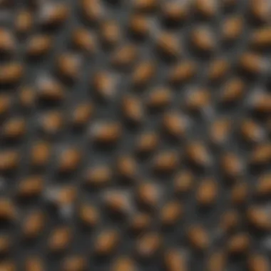 Diversity of Bee Species Close-up of various bee species