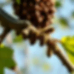 Close-up of bagworms on a tree branch