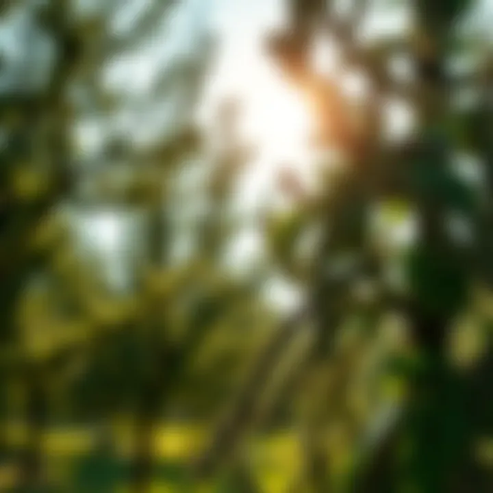 Preventive Measures for Tree Health Healthy trees protected from pests