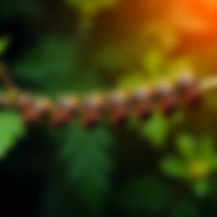 Lifecycle of Bagworms Lifecycle stages of bagworms illustrated