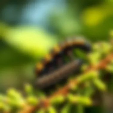 Biological Control of Bagworms Natural predators of bagworms in the garden