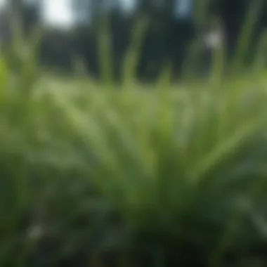 Close-up of healthy grass blades with dew