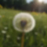 Close-up of dandelion in a vibrant meadow ecosystem