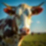 Nutritional components for enhanced milk yield