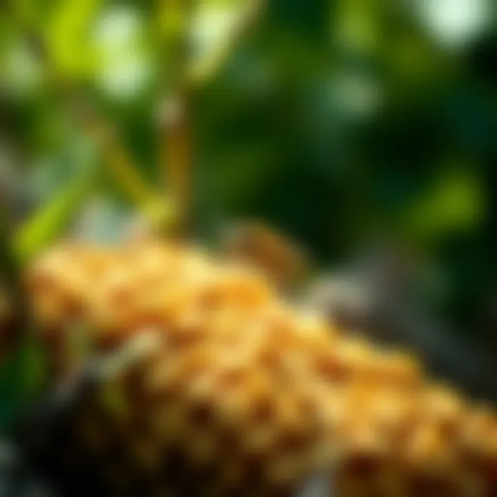 Integration of sustainable practices in pest management