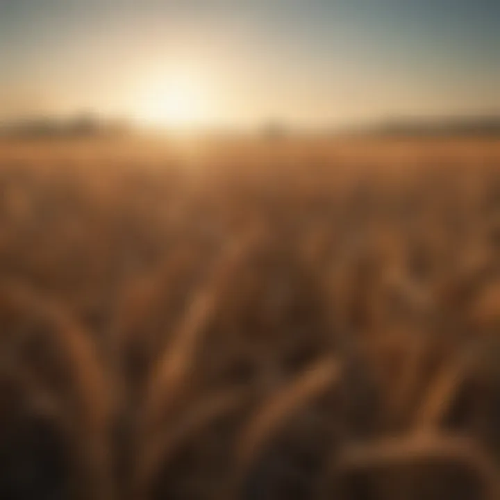 A field of ripe wheat ready for harvest