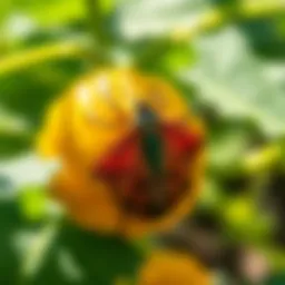The Comprehensive Guide to Squash Bug Spray: Effective Solutions for Pest Management Introduction