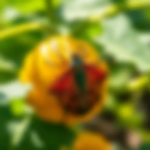 The Comprehensive Guide to Squash Bug Spray: Effective Solutions for Pest Management Introduction