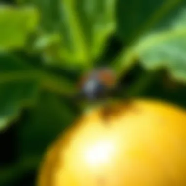 The Comprehensive Guide to Squash Bug Spray: Effective Solutions for Pest Management Summary The Comprehensive Guide to Squash Bug Spray: Effective Solutions for Pest Management Summary
