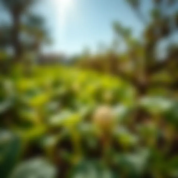 Sustainable Pest Management Practices A close-up view of healthy plants with signs of eco-friendly pest management