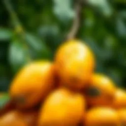Vibrant mangoes ready for juicing, showcasing their rich color and texture