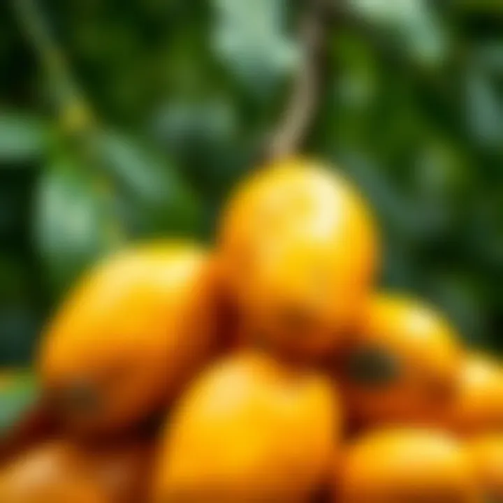 Juicy Mangoes: Nature's Golden Delight Vibrant mangoes ready for juicing, showcasing their rich color and texture