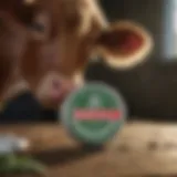 Close-up of cow udder being treated with Bag Balm