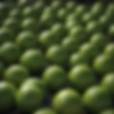 Different types of lime available for gardening