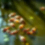 Mosquito larvae in a serene pond