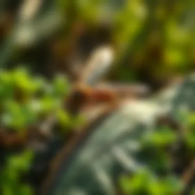 Effective Pest Management Strategies in Agriculture Integrated pest management strategies for agriculture