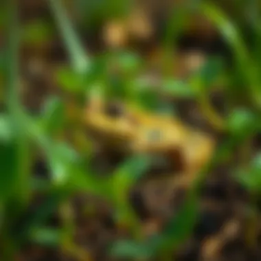 Illustration of a frog in a lush garden