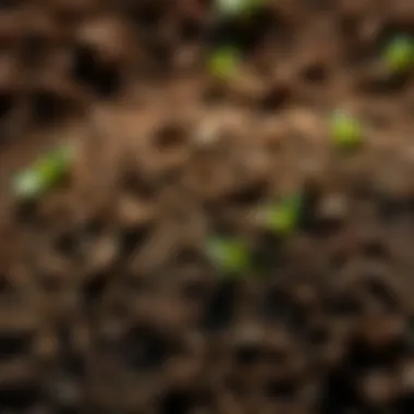 Vibrant soil teeming with life