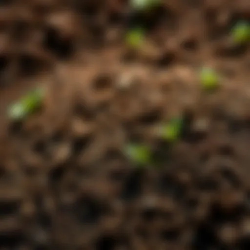 Vibrant soil teeming with life